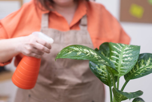 woman hand close up gently spraying each green leaf of dieffenbachia to receive the necessary watering moisture and nutrients. home gardening - Foto, immagini