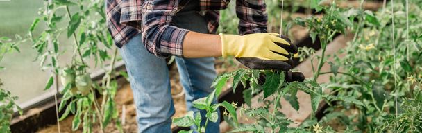 Glückliche Gärtnerinnen in Handschuhen und pflegen Tomaten. Garten- und Blumenbau. - Foto, Bild