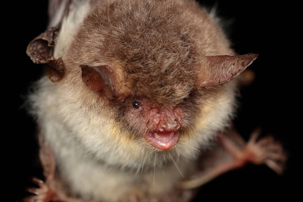 Portrait of Natterer's bat (Myotis nattereri) in a natural habitat - Photo, Image