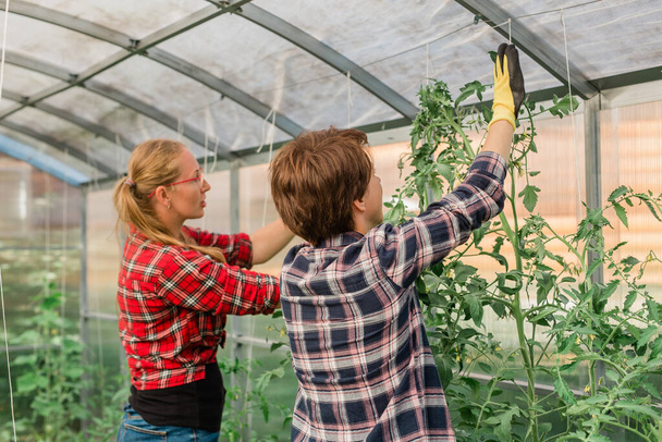 Jovens mulheres agricultoras sorridentes trabalhadoras em casa de vegetação, tomates de fixação em estufa. Trabalho de jardim e estação de primavera. - Foto, Imagem