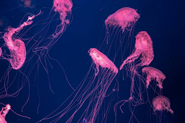 Group of fluorescent jellyfish swim underwater in aquarium pool with pink neon light. The Atlantic sea nettle chrysaora quinquecirrha in blue water, ocean. Theriology, tourism, diving, undersea life. - Fotografie, Obrázek