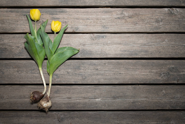 Dos tulipanes amarillos yacen sobre un fondo de listones de madera envejecidos. Los bulbos de tulipán todavía están en los tulipanes. - Foto, Imagen