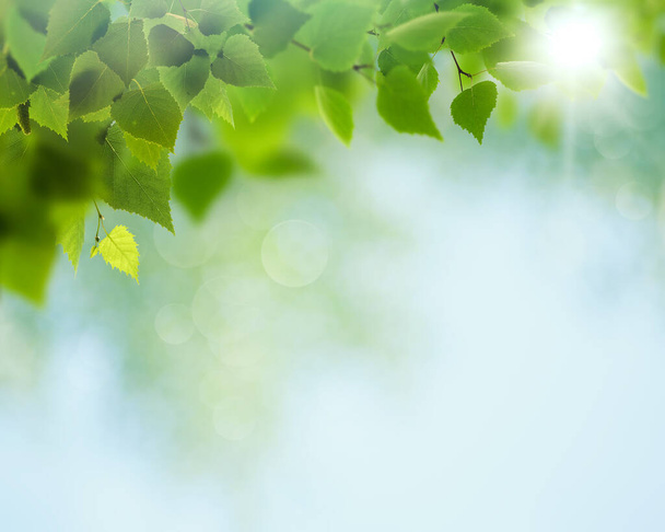Summer backgrounds with birch foliage over blurred backgrounds - Valokuva, kuva