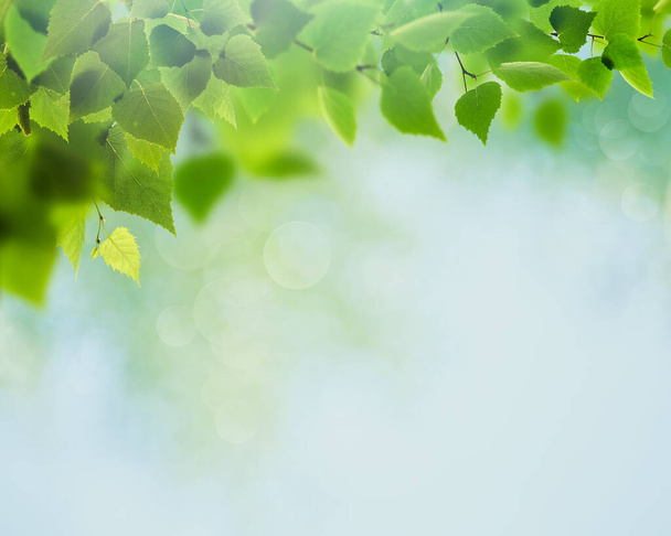Summer backgrounds with birch foliage over blurred backgrounds - Fotoğraf, Görsel