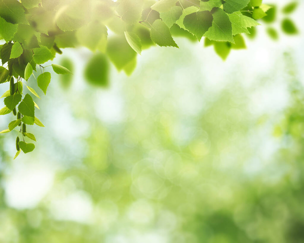 Summer backgrounds with birch foliage over blurred backgrounds - Photo, Image