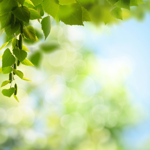 Summer backgrounds with birch foliage over blurred backgrounds - Photo, Image