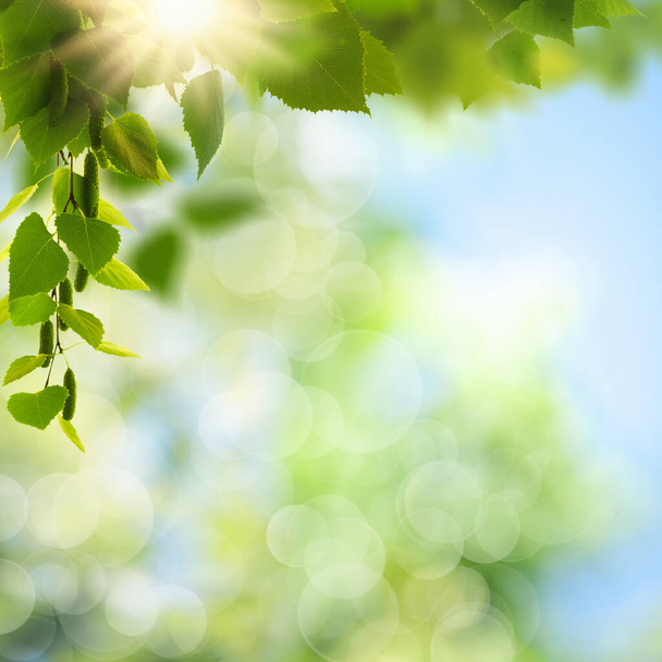 Summer backgrounds with birch foliage over blurred backgrounds - Foto, immagini
