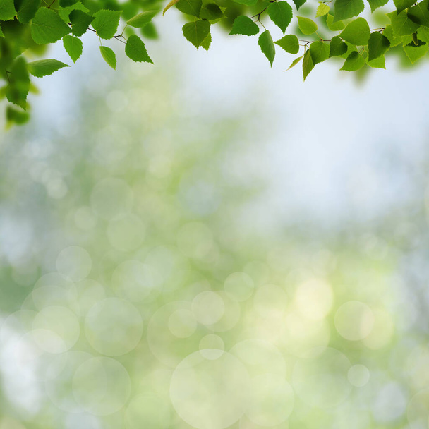 Summer backgrounds with birch foliage over blurred backgrounds - Fotó, kép