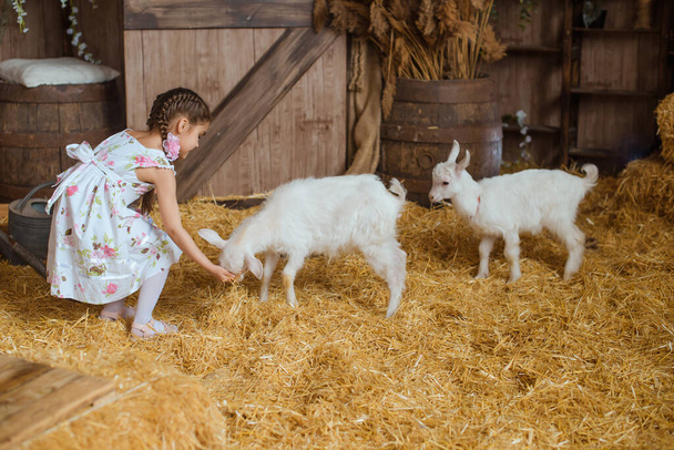 Egy kislány nyári ruhában játszik két fehér kecskével egy szénával teli pajtában, egy faajtó hátterében.. - Fotó, kép