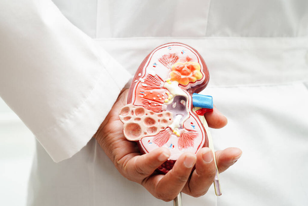 Doença renal crónica, modelo médico de retenção para o tratamento do sistema urinário, urologia, taxa de filtração glomerular estimada eTFG. - Foto, Imagem