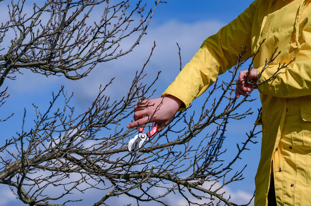 Женщина садовница режет ненужные ветки на сливе ножницами против неба. - Фото, изображение