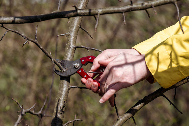 Весной работа в саду с фруктовыми деревьями, обрезка деревьев, работа с ножницами в саду. - Фото, изображение