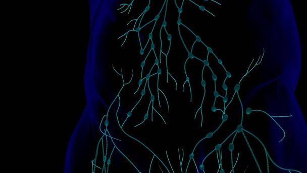 Anatomía de los ganglios linfáticos humanos para el concepto médico Ilustración 3D - Foto, imagen
