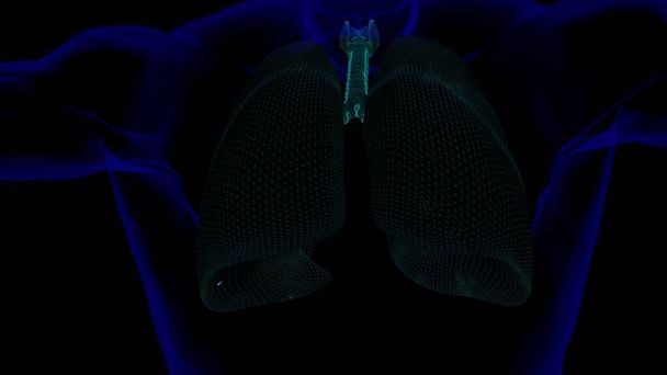 lidské plíce s průdušnicí anatomie pro lékařské pojetí 3D ilustrace s drátěným rámem - Fotografie, Obrázek