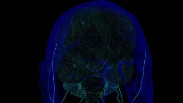医学的概念のための人間の脳解剖図ワイヤーフレームと3Dイラスト - 写真・画像