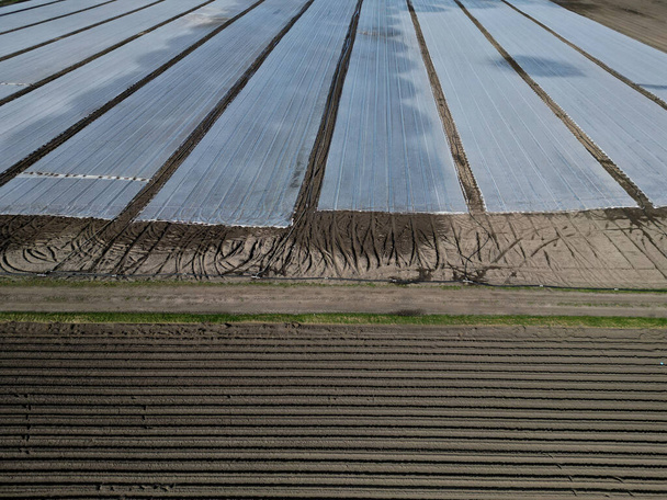 farmers protect cultivated vegetables and potatoes from spring frosts with a white light fabric. over this substance, the geotextile is watered by sprayers because it prevents water from evaporating - Photo, Image