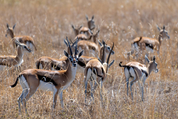 Wild Thomsons gazelles in serengeti national park. High quality photo - Foto, Imagen