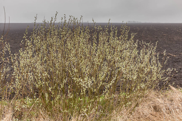Weidenbusch mit blühenden flauschigen Kätzchen am Rande eines gepflügten landwirtschaftlichen Feldes in bewölkten nebligen Regentag im Frühling - Foto, Bild