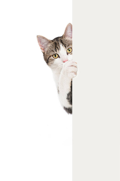 Tabby gattino guardando intorno a un muro - Foto, immagini