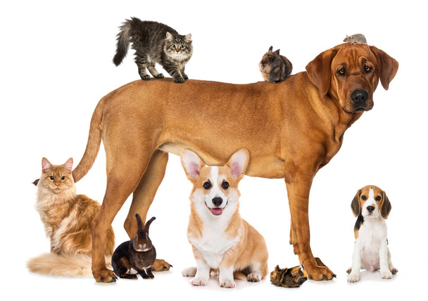 Group of pets isolated on white background looking to the camera - Photo, Image