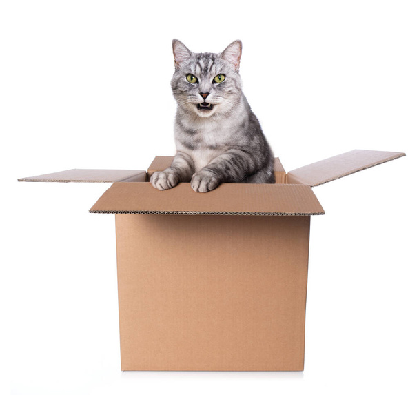 Tabby cat sits in a box and looks out - Foto, Imagen