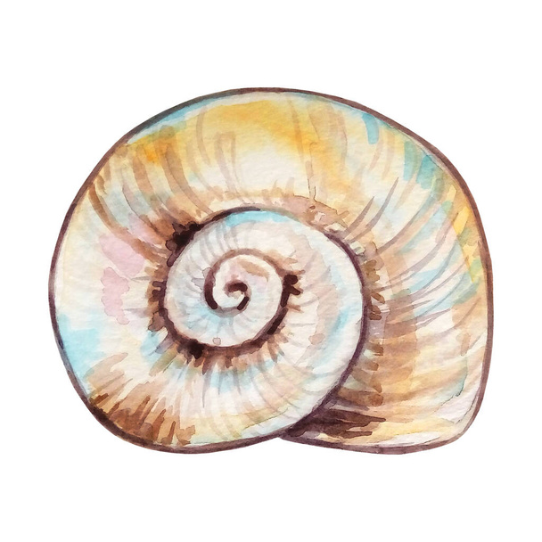 Watercolor colorful seashell hand drawn illustration for design and print - Foto, Bild