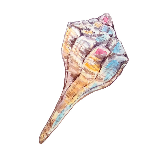 Watercolor colorful seashell hand drawn illustration for design and print - Photo, Image
