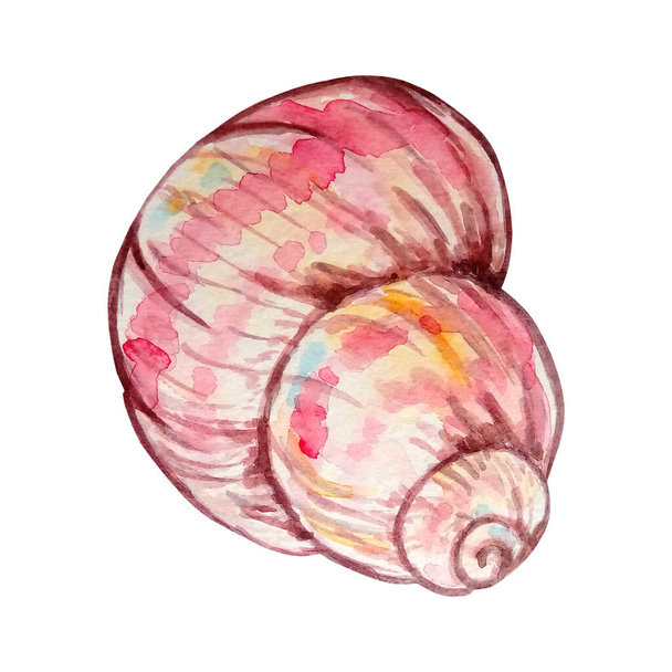 Acuarela colorida concha marina ilustración dibujada a mano para el diseño y la impresión - Foto, Imagen