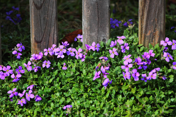 Purple rock cress, or Aubrieta deltoidea flowers in a garden - Photo, Image