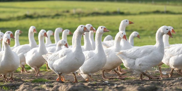 Muchos gansos blancos de engorde en un prado - Foto, Imagen