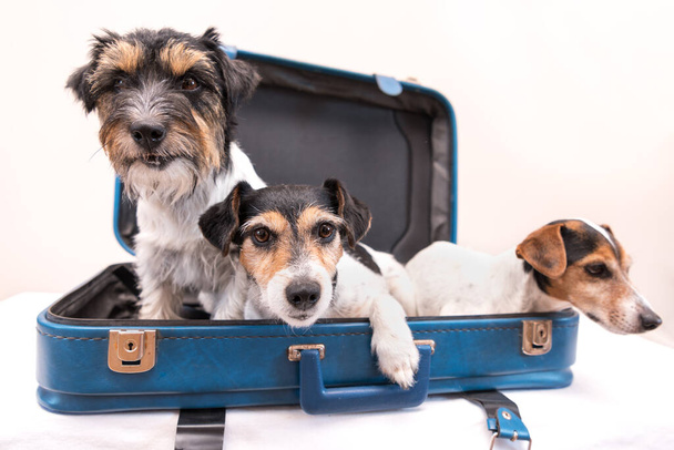 Διακοπές με αρκετά σκυλιά - Jack Russell Terrier. Έτοιμος για το ταξίδι. - Φωτογραφία, εικόνα