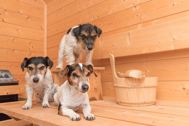 Un grupo de lindos perros Jack Russell Terrier en la sauna de abeto de madera  - Foto, Imagen