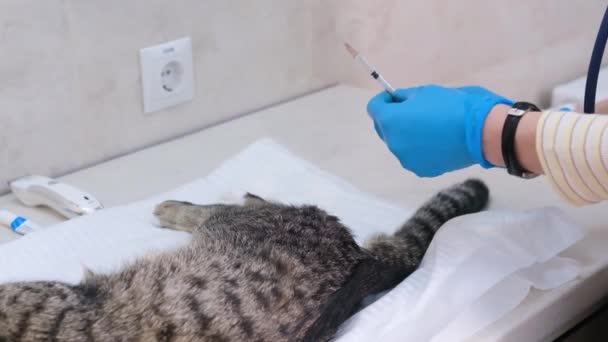 o médico na clínica dá uma injeção analgésica no escroto do gato antes da operação de castração. - Filmagem, Vídeo