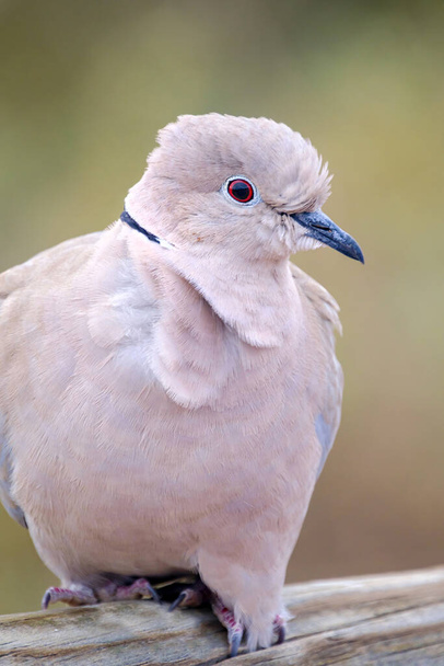 Портрет прекрасного білого голуба, також відомого як Євразійський голуб, або голуб з зав'язаними кільцями (Streptopelia capicola), голуб Капської черепахи, або голуб з напівколонами на зеленому розмитому тлі на Fuerteventura, Іспанія - фауна Канарських островів. - Фото, зображення