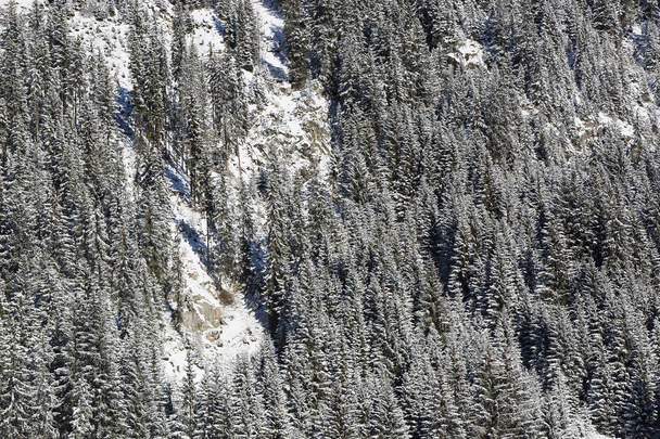 Sapins neigeux sur une montagne
 - Photo, image