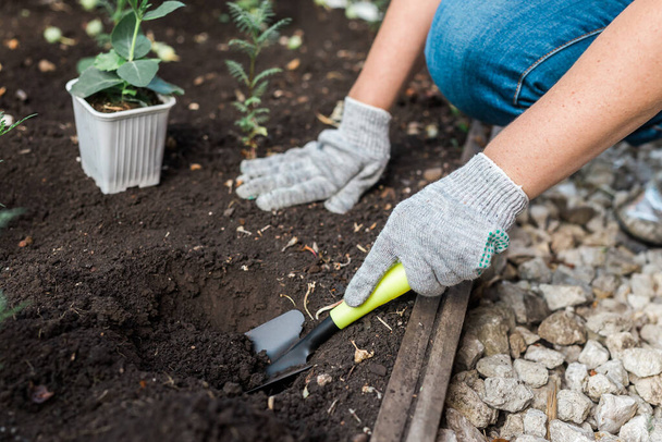 Main de femme jardinier dans des gants tient semis de petit pommier dans ses mains se préparant à le planter dans le sol. plantation d'arbres - Photo, image