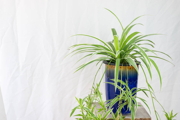 Fresh Spider Plant (Chlorophytum bichetii) with drops in blue ceramic pot, isolated on white wall background. Colourful flowerpot blooming on small wooden table, home or office interior decoration - 写真・画像