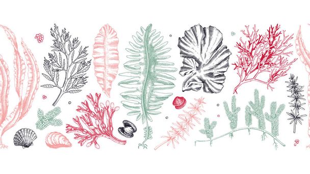 Edible seaweed seamless pattern in color. Hand-drawn sea vegetables - kelp, kombu, wakame, hijiki  drawings. Underwater algae ribbon in sketch style. Asian cuisine menu or healthy food design  - Vector, imagen
