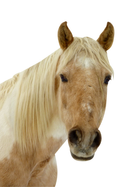 Cara de caballo
 - Foto, Imagen