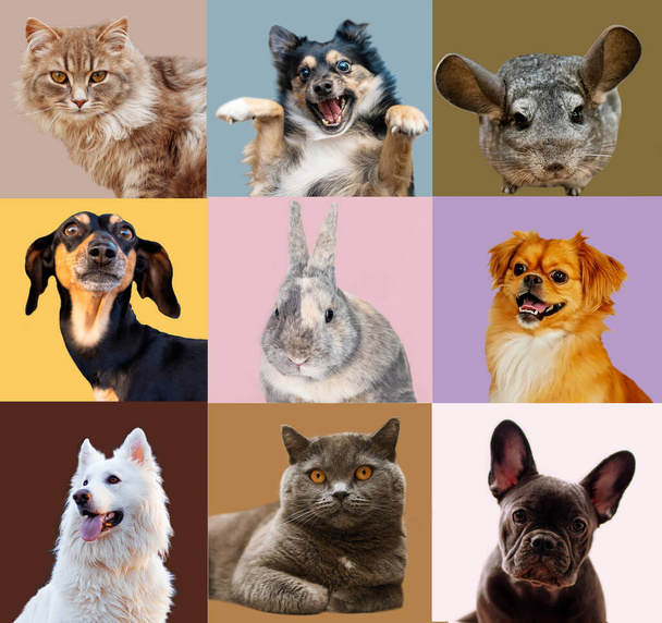 Colagem de múltiplas fotos captadas na cabeça de cães e gatos em um fundo multicolorido de uma infinidade de cores brilhantes diferentes. - Foto, Imagem