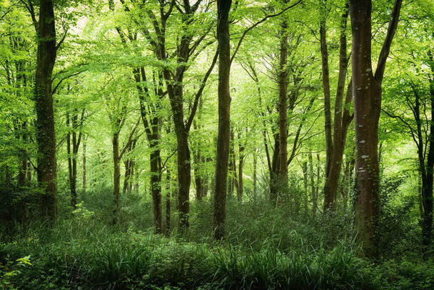 Idless woods tavasz zöld közelében Truro cornwall Anglia uk  - Fotó, kép