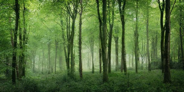 Bosques sin identidad primavera verde cerca de Truro cornwall Inglaterra Reino Unido  - Foto, Imagen