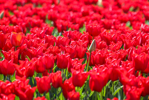 field full of red tulips on the flower bulb field on Island Goeree-Overflakkee in the Netherlands - Fotó, kép