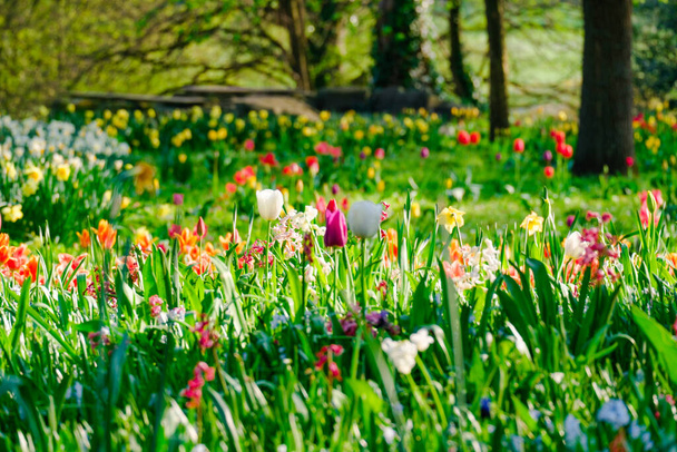 colorful blooming tulips flowers in early spring field - Foto, Imagem