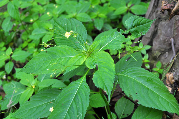 In summer, Impatiens parviflora grows in the wild  - Photo, Image