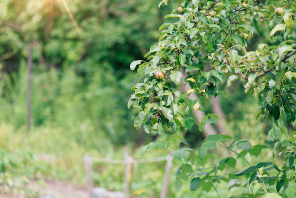 Bir dalda armut meyvesi. Bahçeli meyveli meyve ağacı. mevsimlik hasat. - Fotoğraf, Görsel