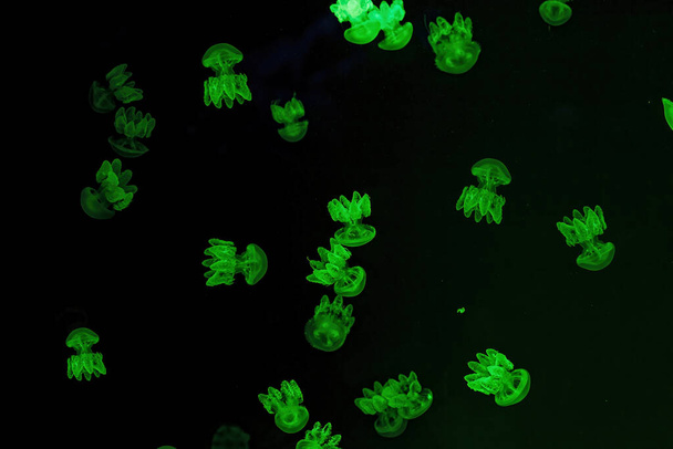 Shooting macro Lychnorhiza lucerna underwater close up - Fotó, kép
