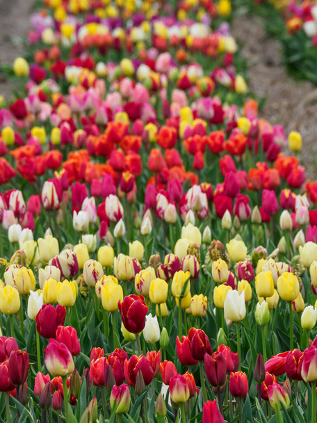 The city of Urk and many tulips in the netherlands at spring time - 写真・画像