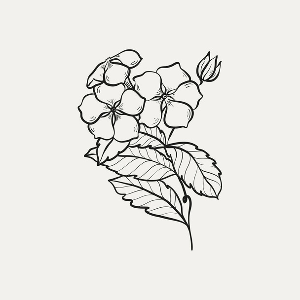 Botanikai rajz. Minimális növényi logó, botanikai grafikai vázlat rajz, rét növényzet, levél és virágzó virág absztrakt vázlat elem gyűjtemény, rusztikus ág. Trendi apró tetoválás design, virágos elemek vektor illusztráció - Vektor, kép