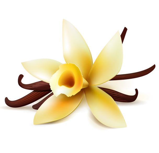 Vanilla flower and pods - Vector, Image